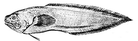 Grammonus ater_claves.jpg